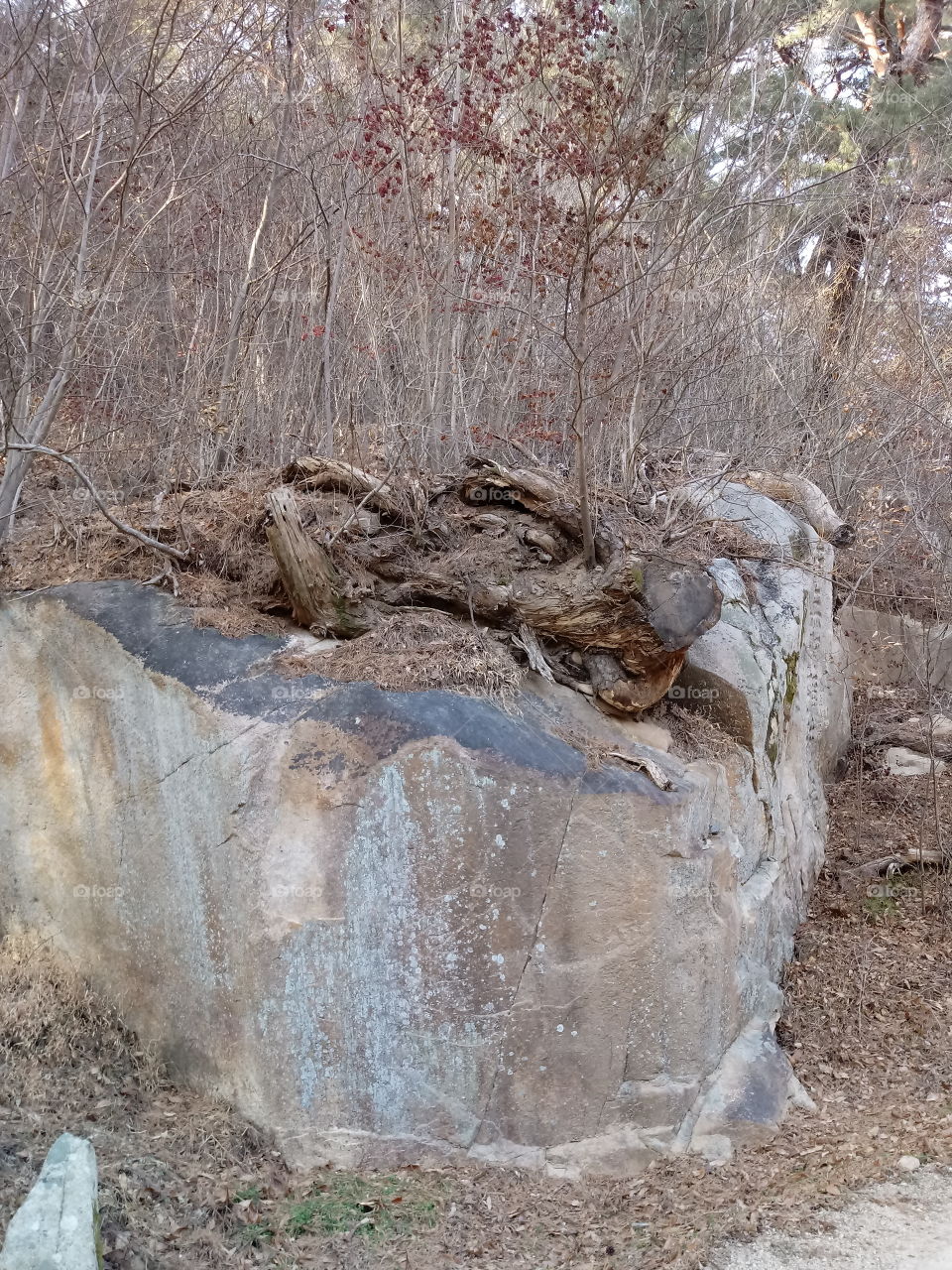 A Dragon On Top Of the Big Rock.

 The Dragon Is Facing at the River bank.