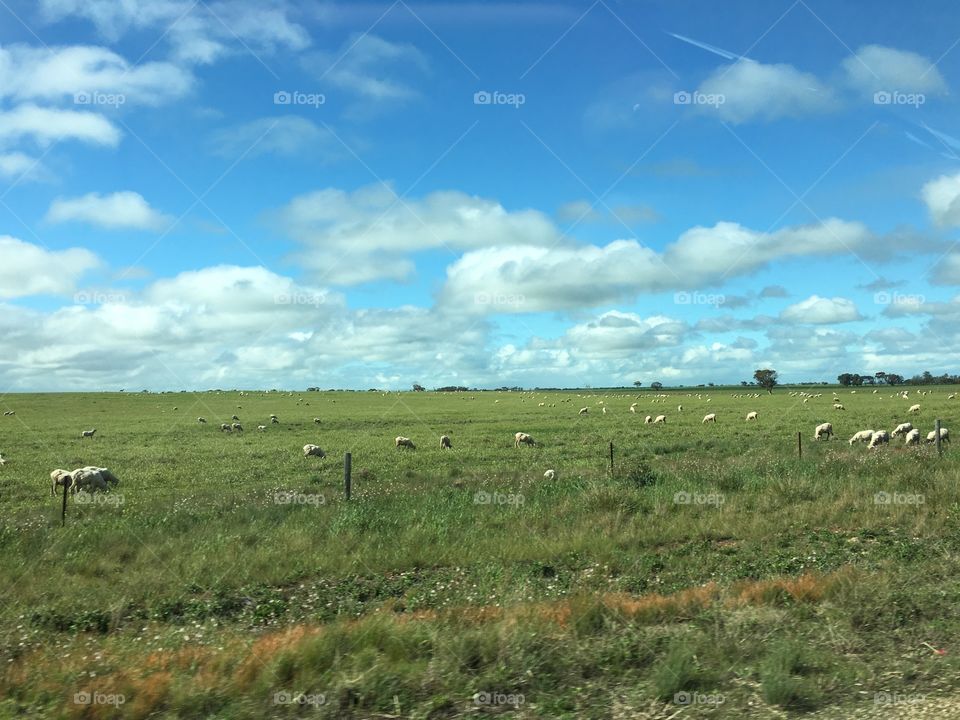 South Australian outback pastoral scene sheep in the meadow in springtime when all is green and yellow