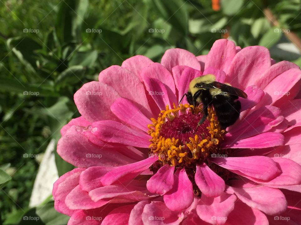 Zinnia & Bee