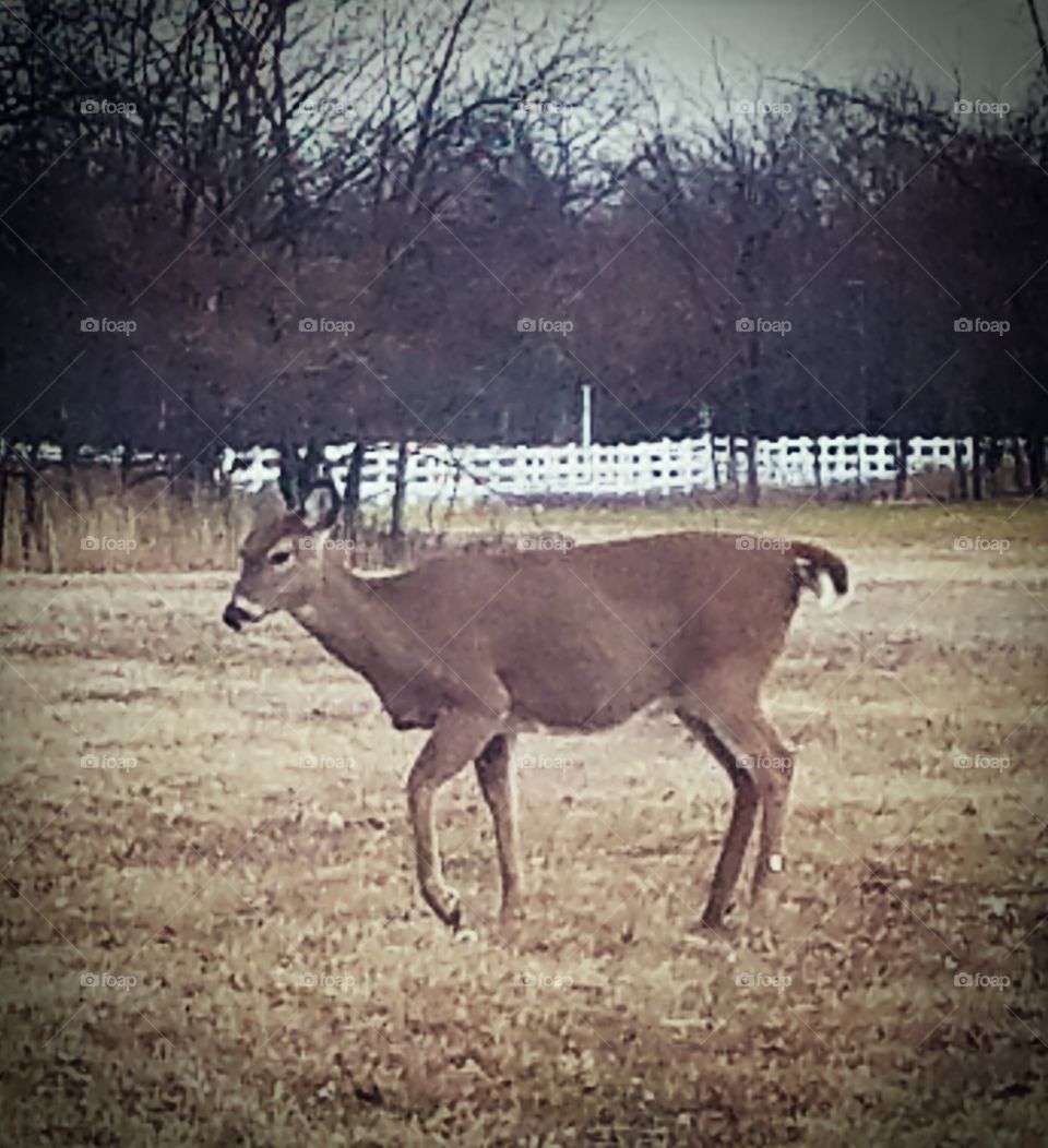 Deer closeup at Riverwinds Park