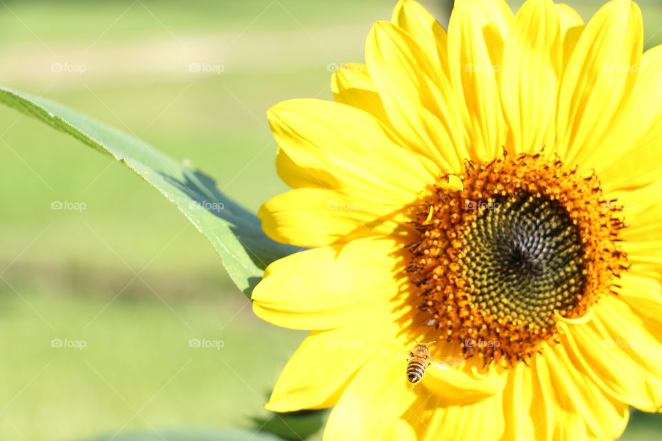 Sunflower and Honey Bee
