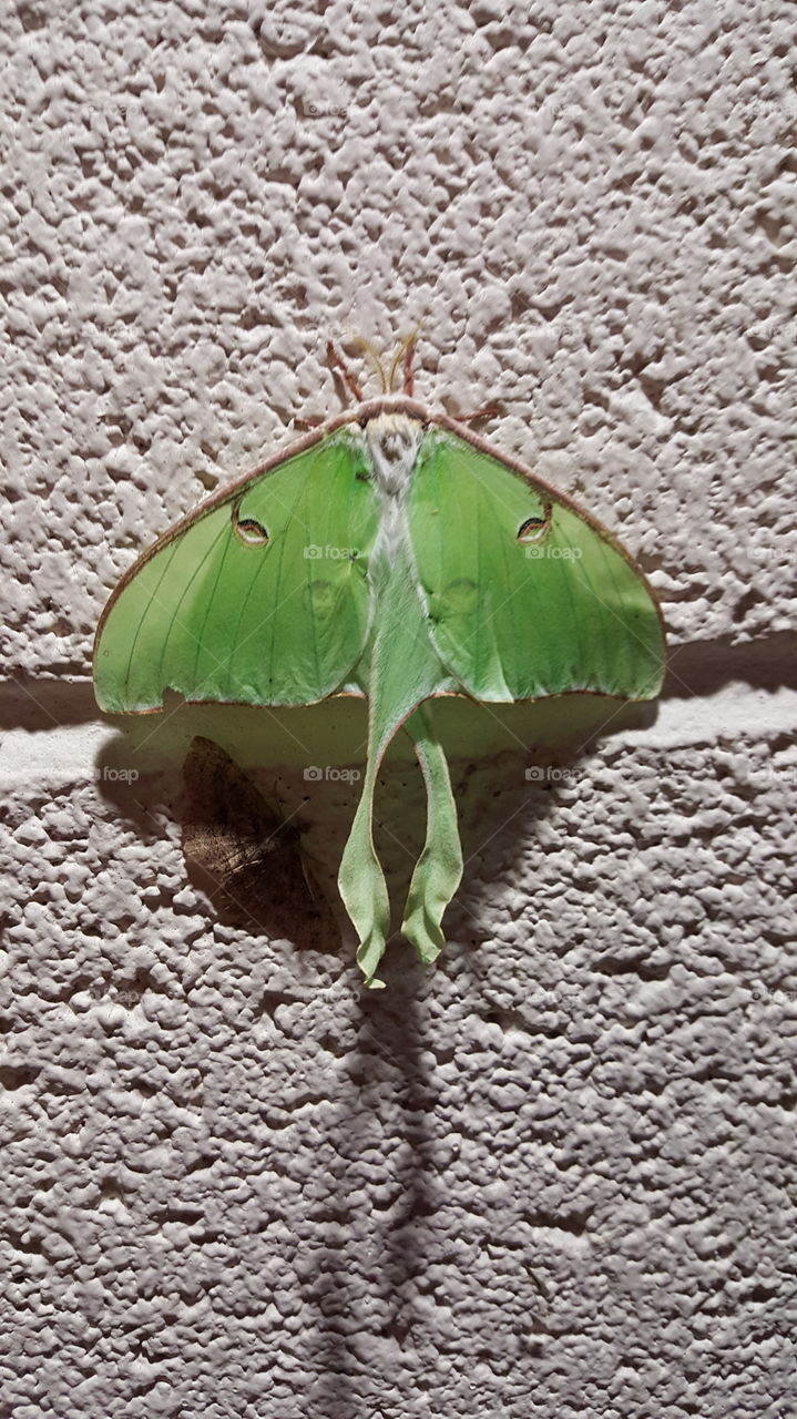 Closeup of a Large Green Moth