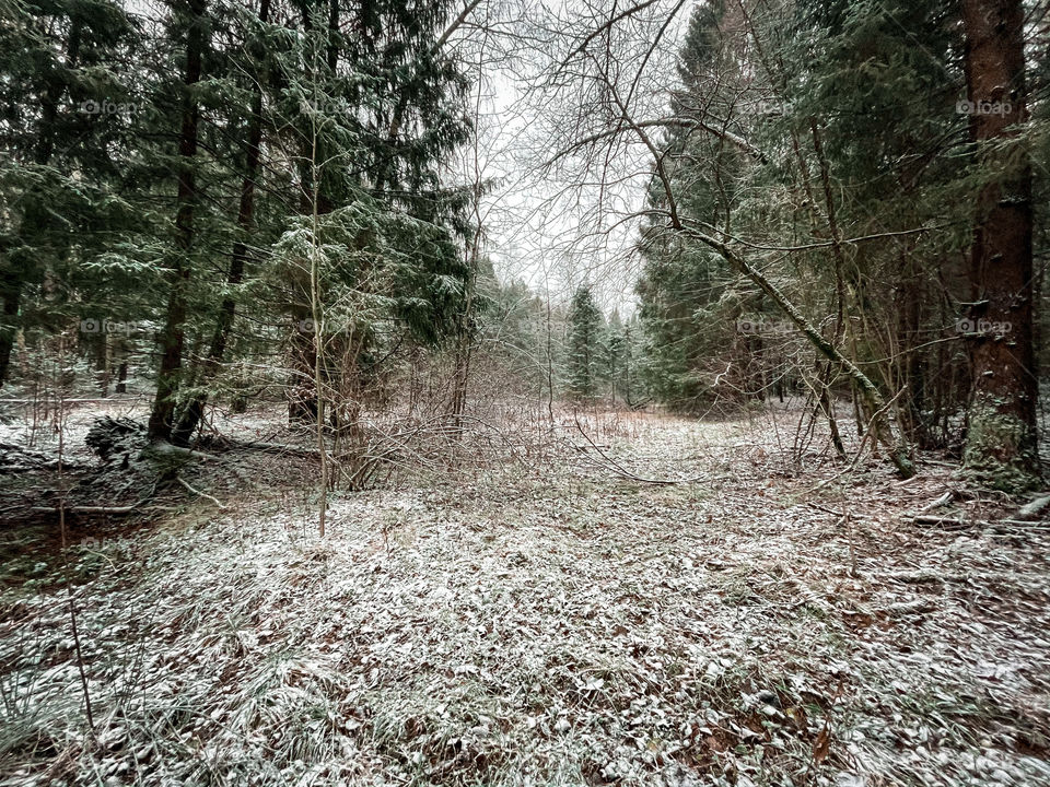 Winter landscape with forest in cloudy December day 