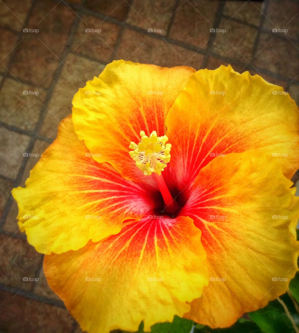 Aloha. Last bloom of the season in the greenhouse ...