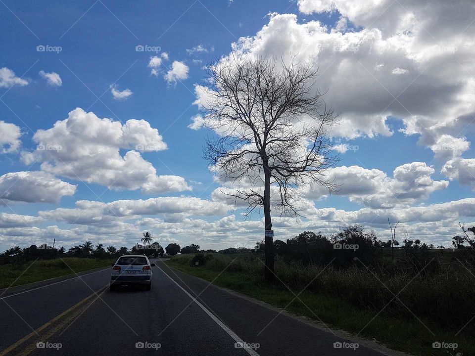 Tree in the blue sky
