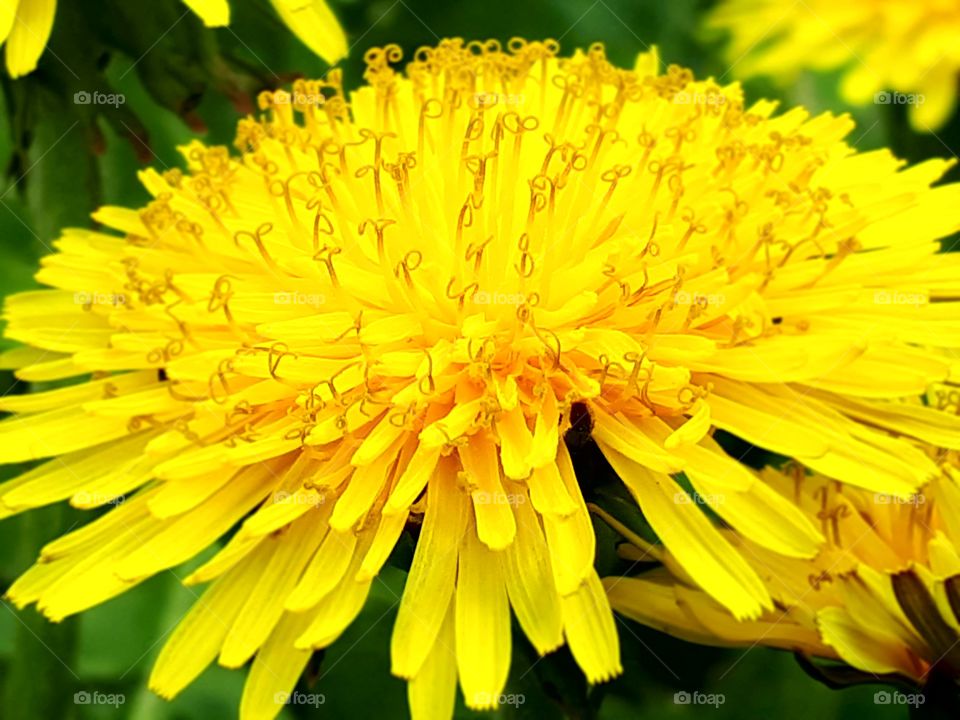 Dandelion (maslačak)