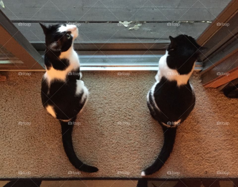 Tuxedo Cats Looking Outside