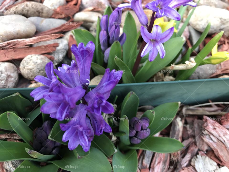 Spring Flowers