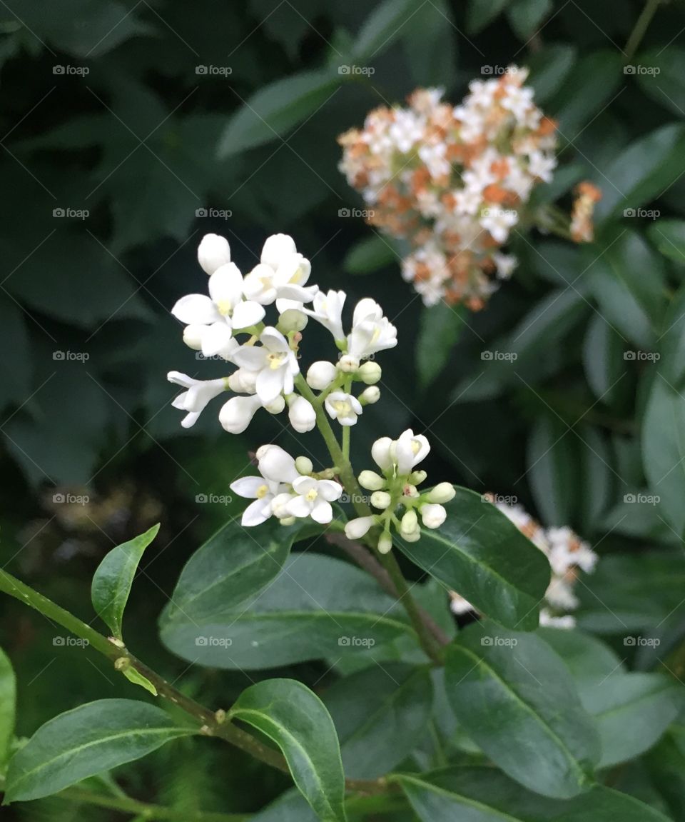 Honeysuckle white blossom
