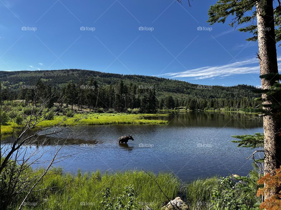 Moose wading in the waters of Sprague lake in Rocky Mountain National Park. 