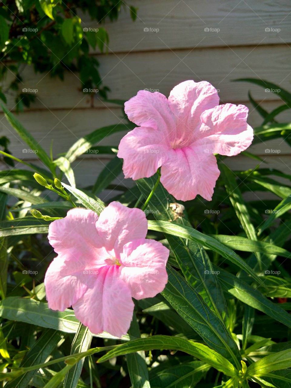 Pink flowers in my garden.