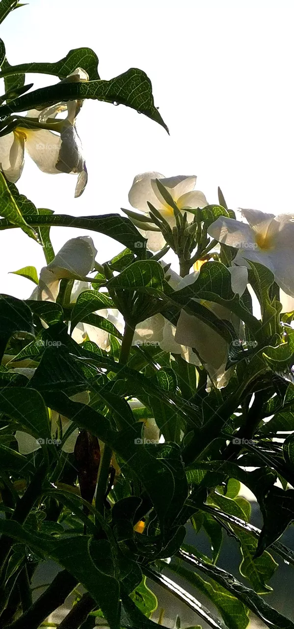 light