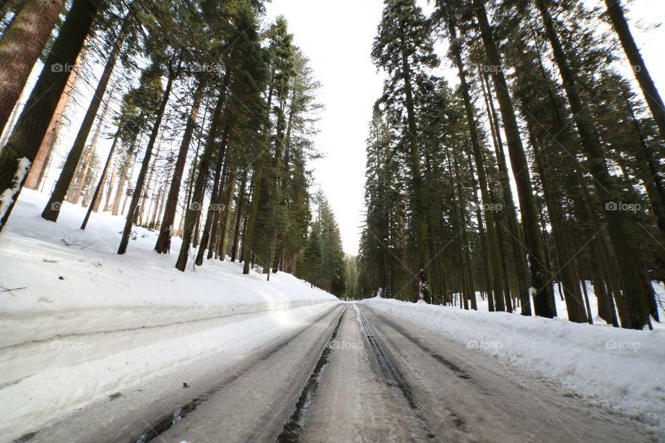 Snow, Wood, Winter, Tree, Landscape