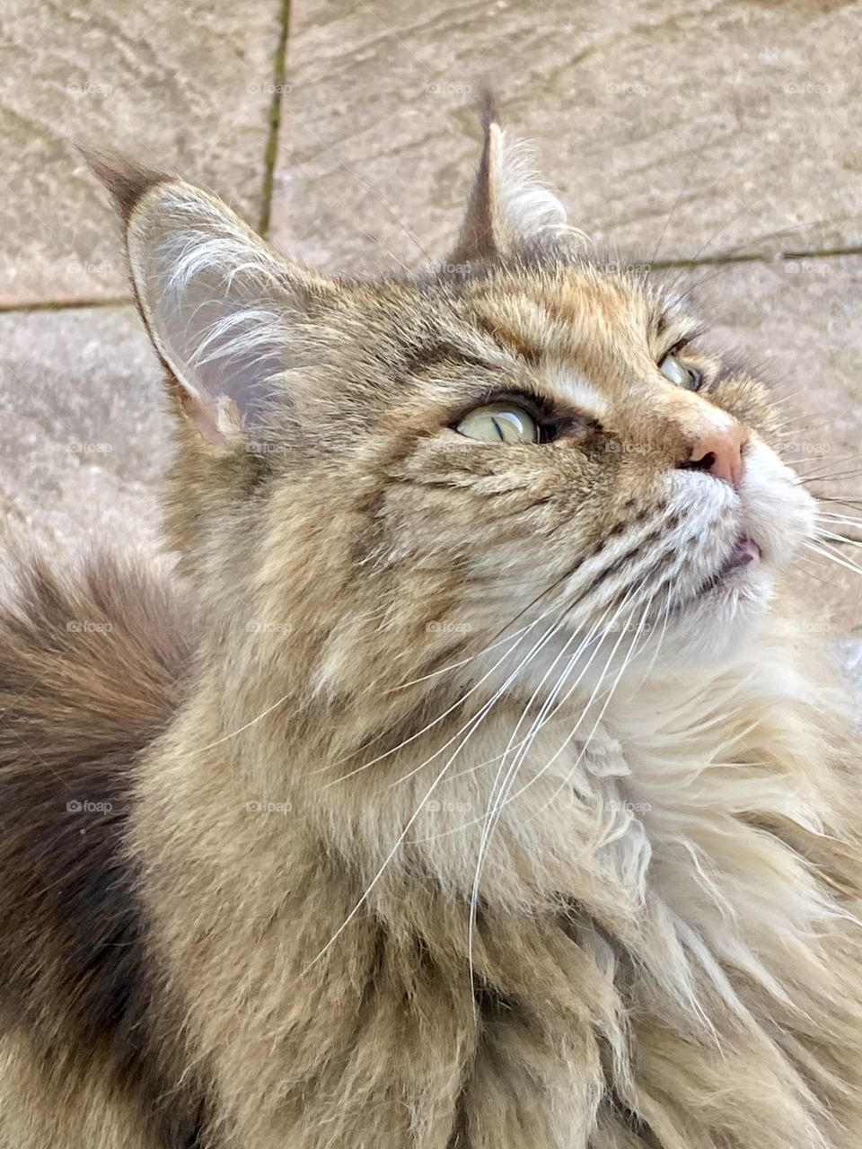 Maine Coon cat - largest of a domestic cats.