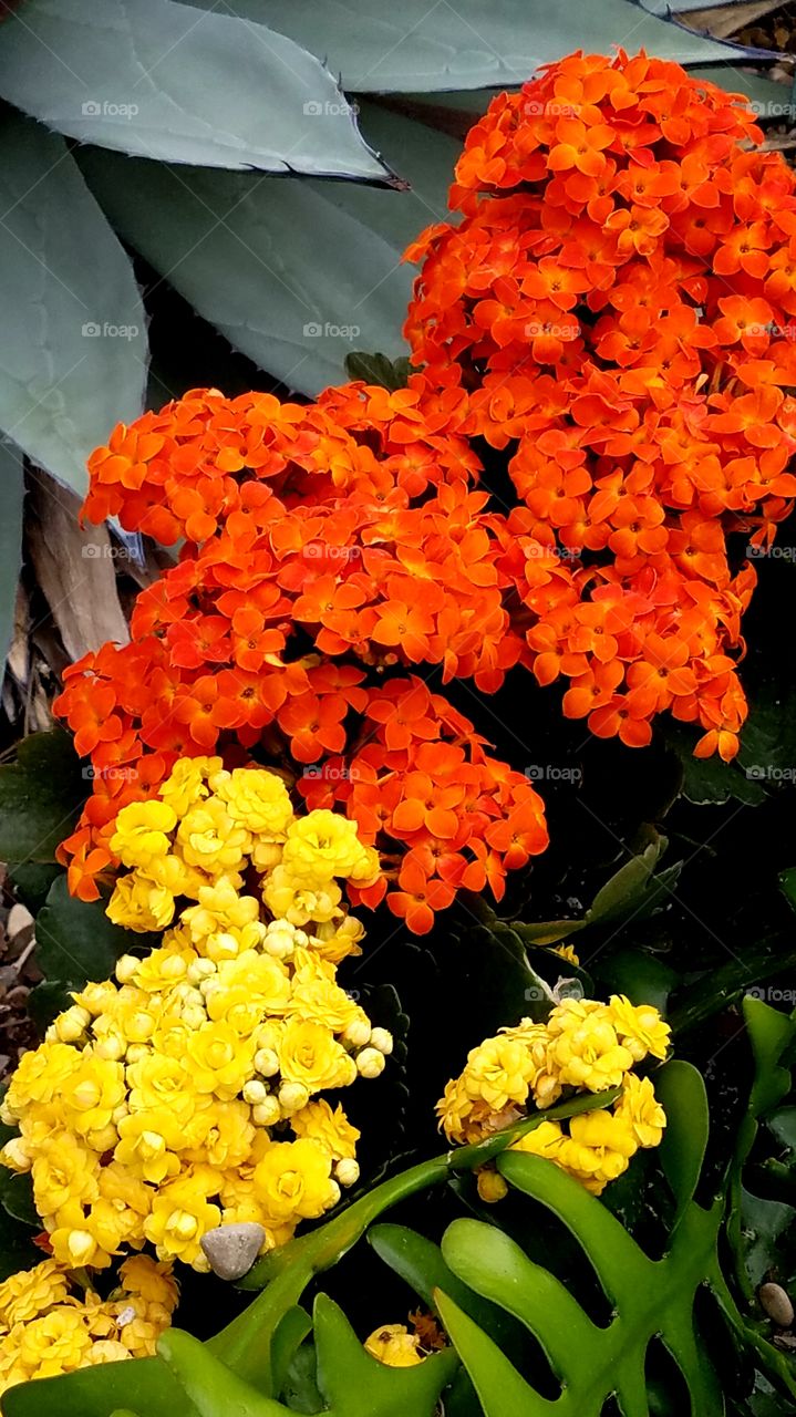 Vibrant orange and yellow tiny flowers in a garden