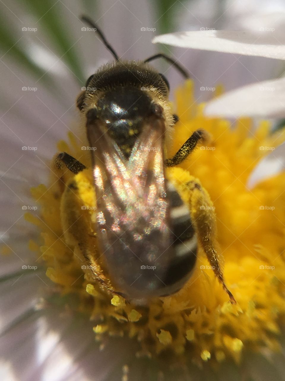 Bee on flowe