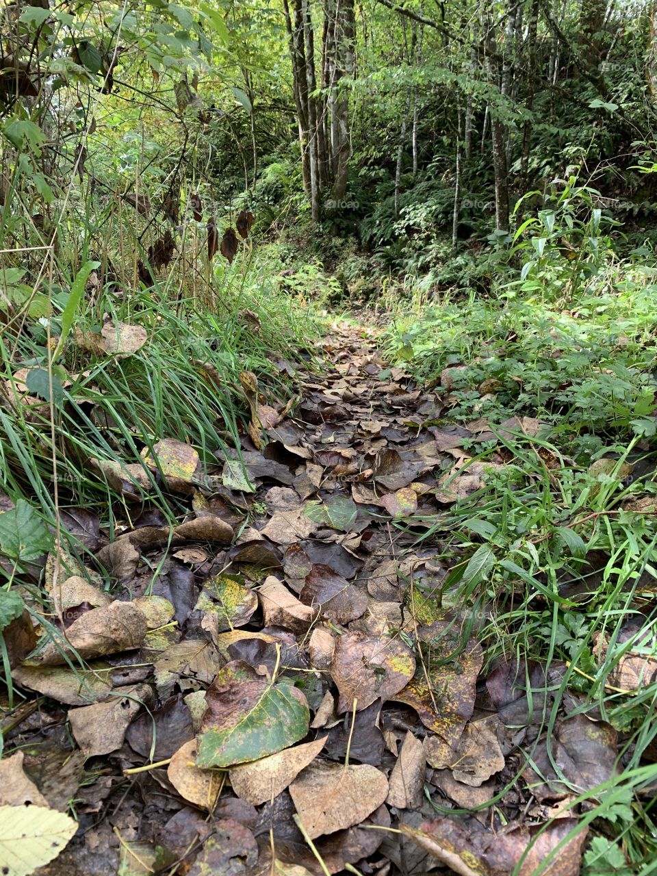 Leaf covered trail