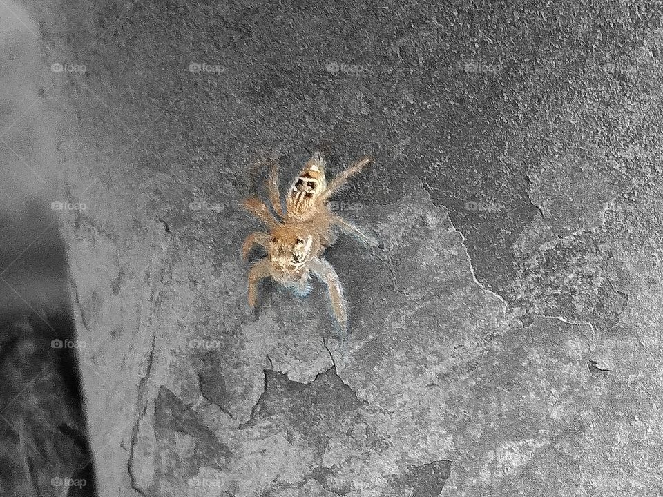 Spider (small insect)