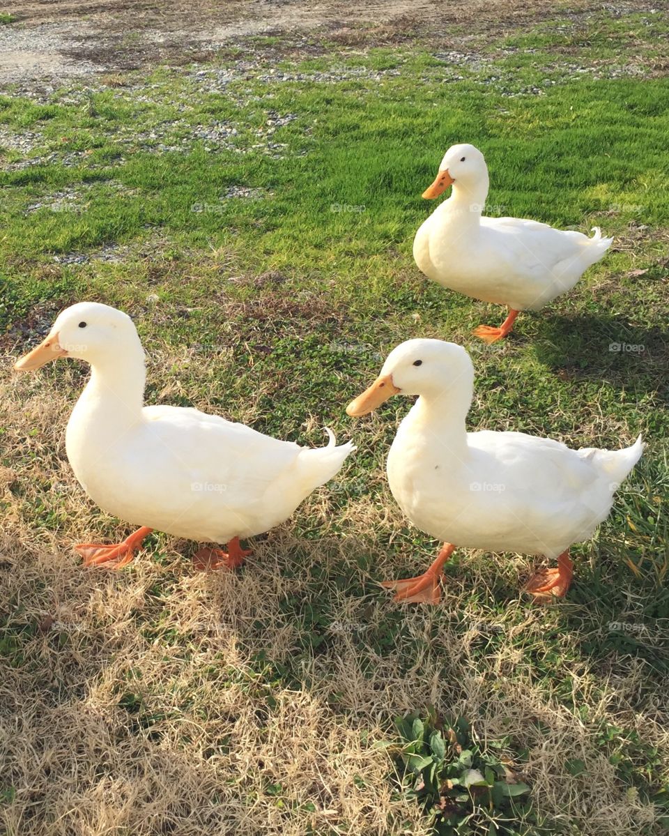 
Quack quack quack 