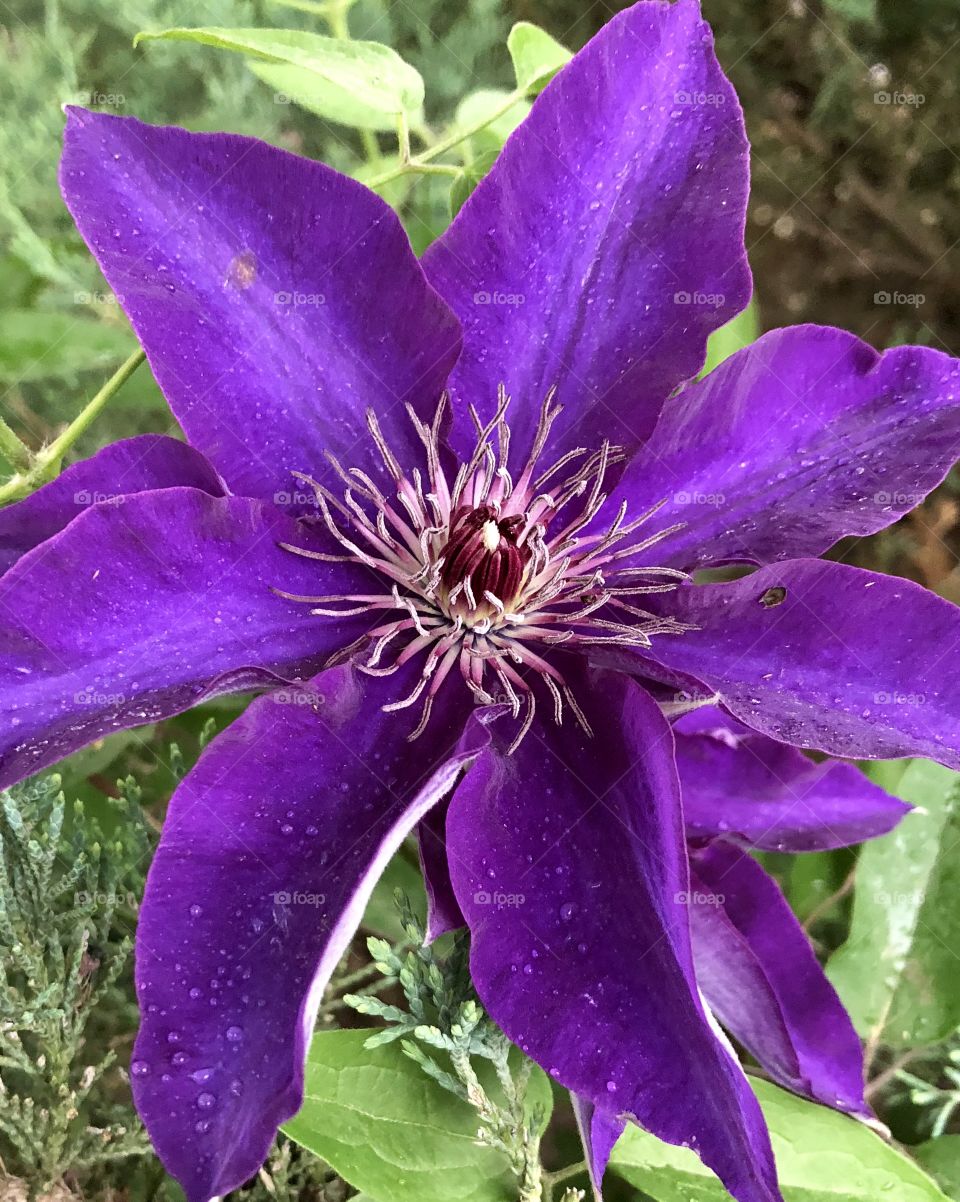 Flower, clematis, spring, summer, rain, storm, damage, wet, droplets, color, purple, grass, green, brown