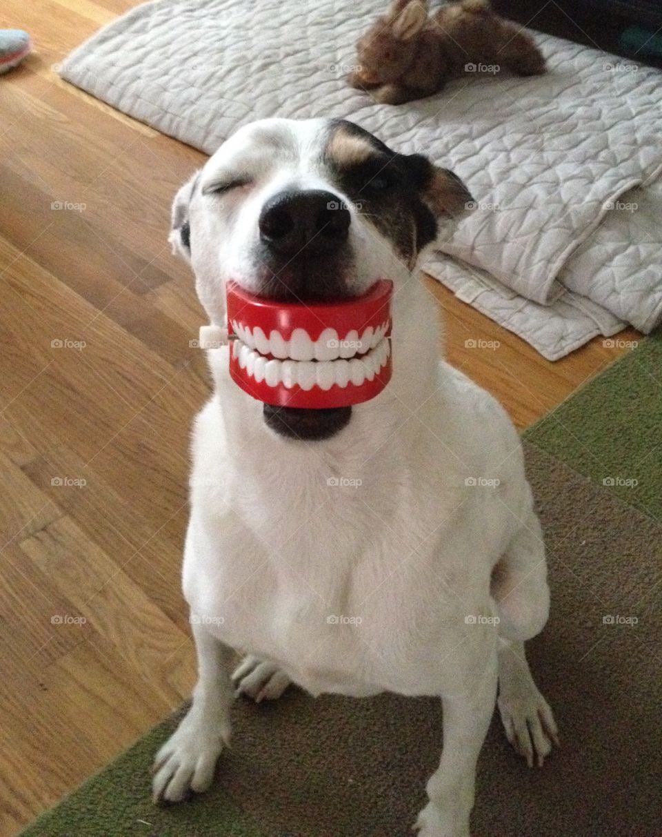 Toothy. Dog with chattering teeth