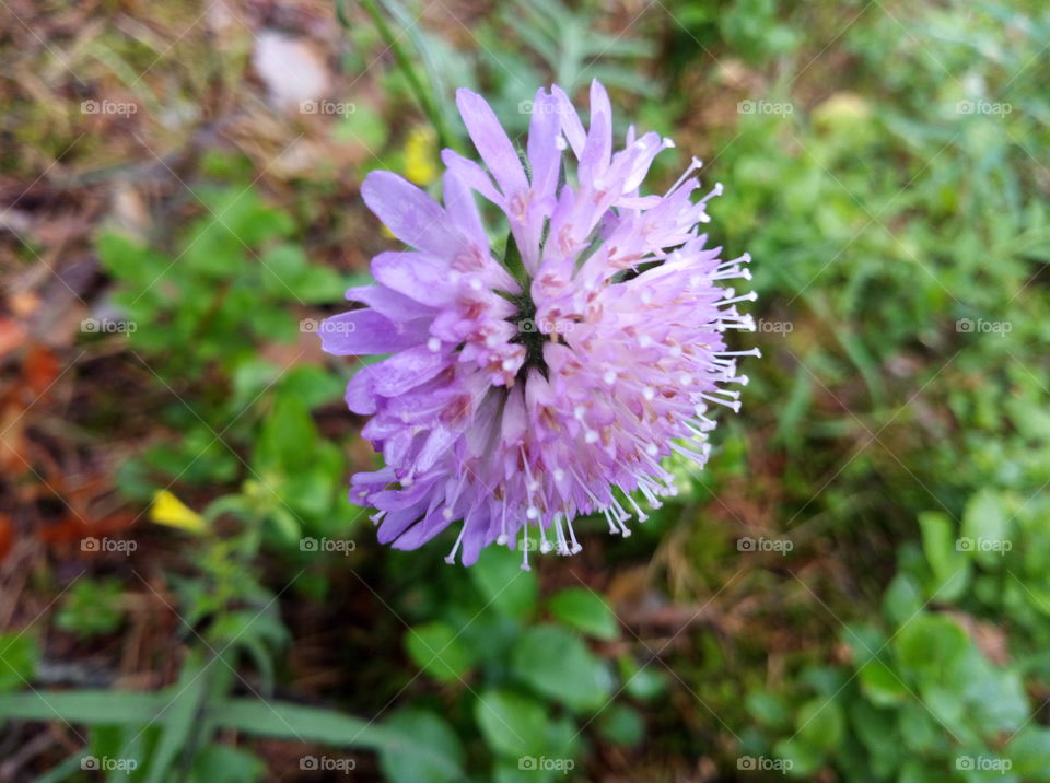 forest flower