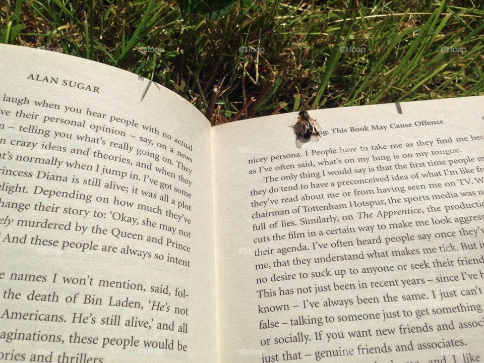 Bee reading
