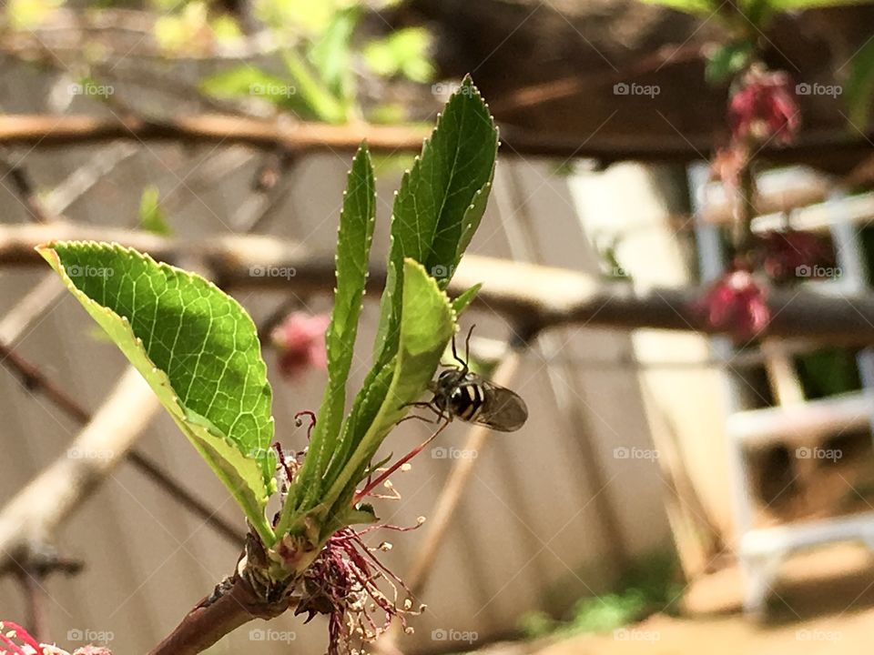 Side view of a banded bee on the green leaf of a fruit tree in orchard 