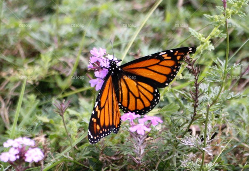 Butterfly in Australia 