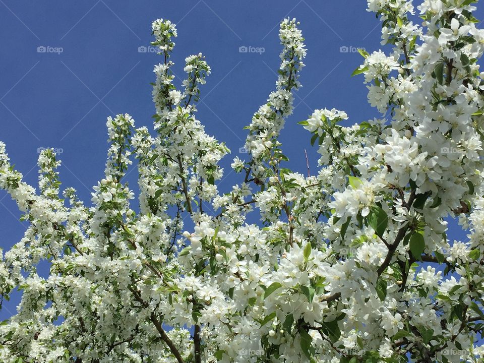 White apple blossoms 