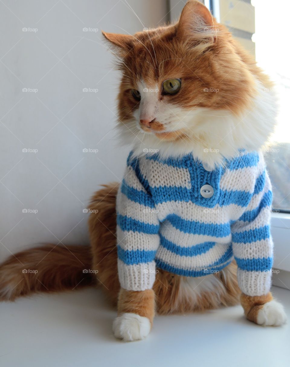 cat pet beautiful portrait in sweater on a window home cozy winter