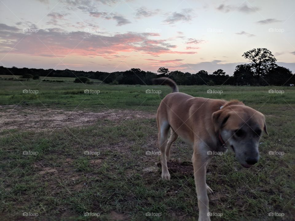 a day in the life of a farm dog