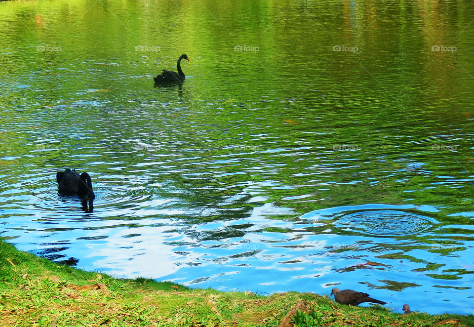 Black swans in water 