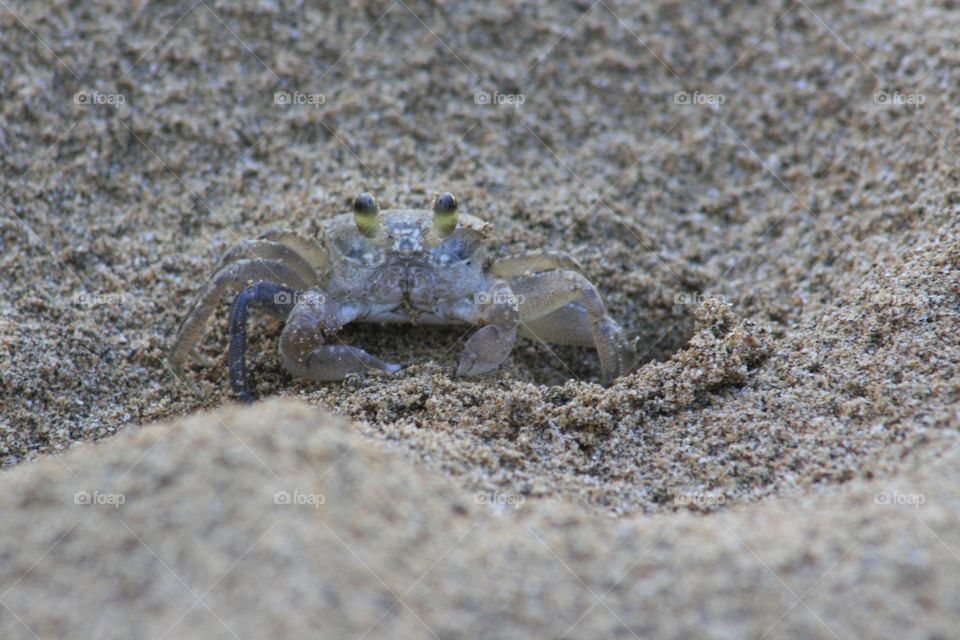 Crab 🦀 