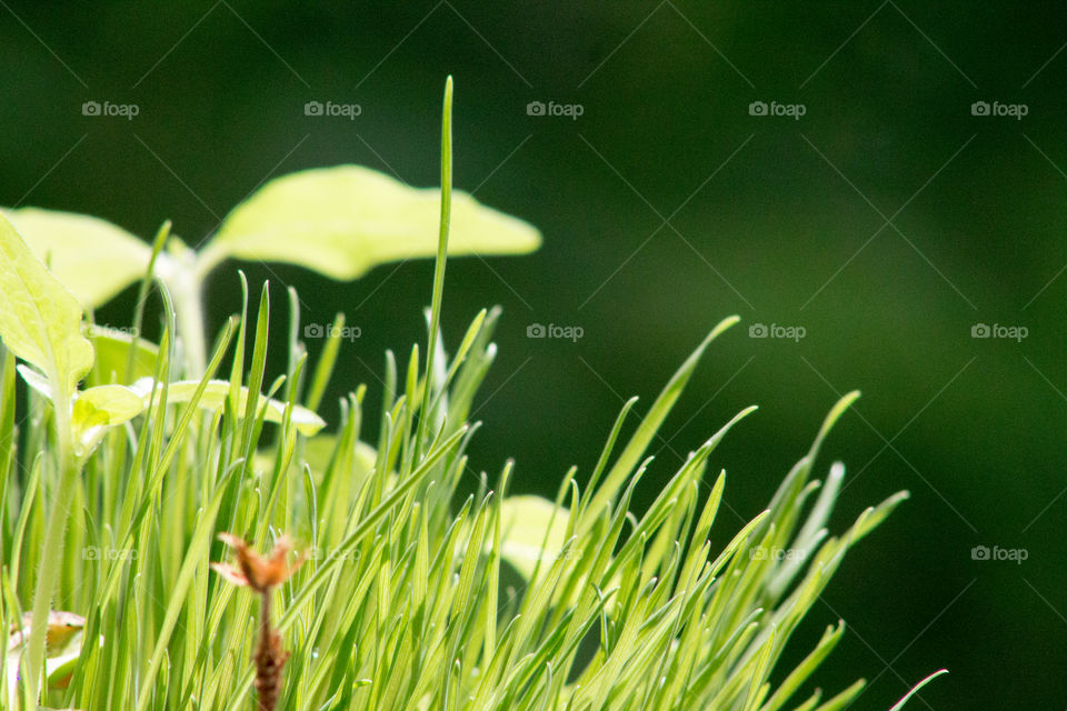 Nature, Leaf, Grass, Flora, Summer