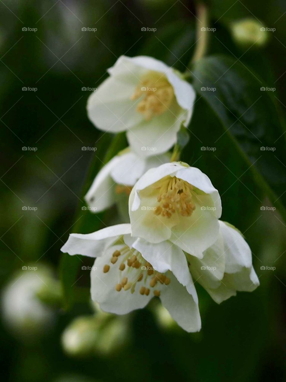 Mock oranges (Jazminas)