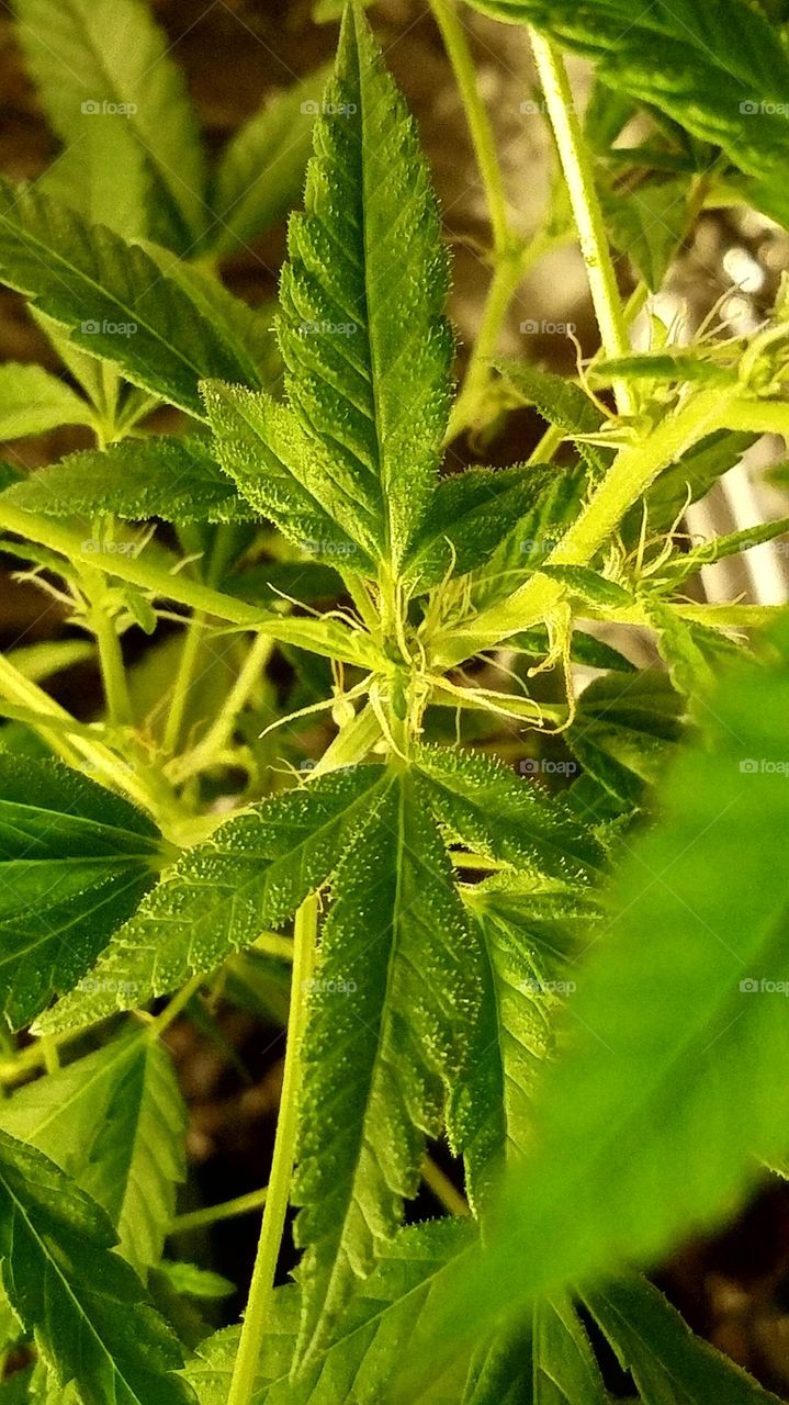 Then the the crystals start to come!