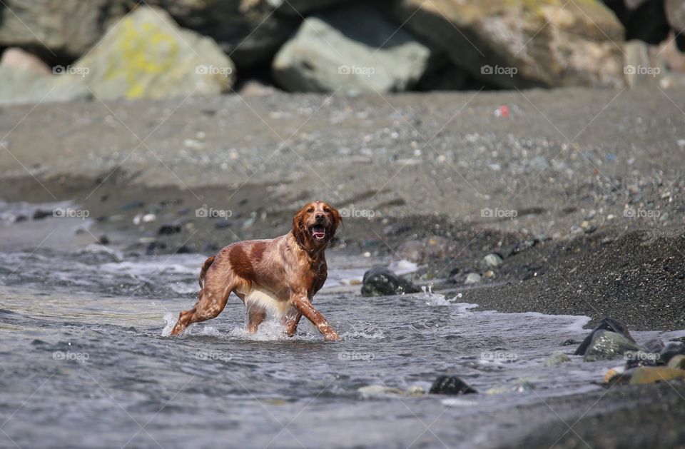 Wet dog at beach