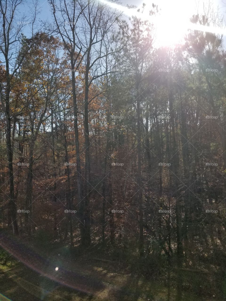 sunny fall sky, leaves falling as the sun dries them from the morning rain