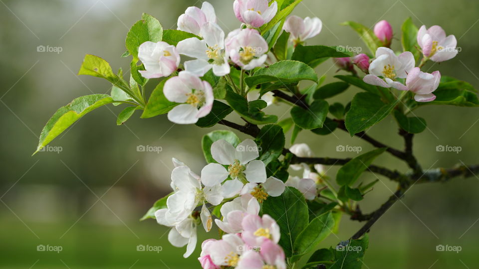 Flowers on a tree during spring in Antwerp