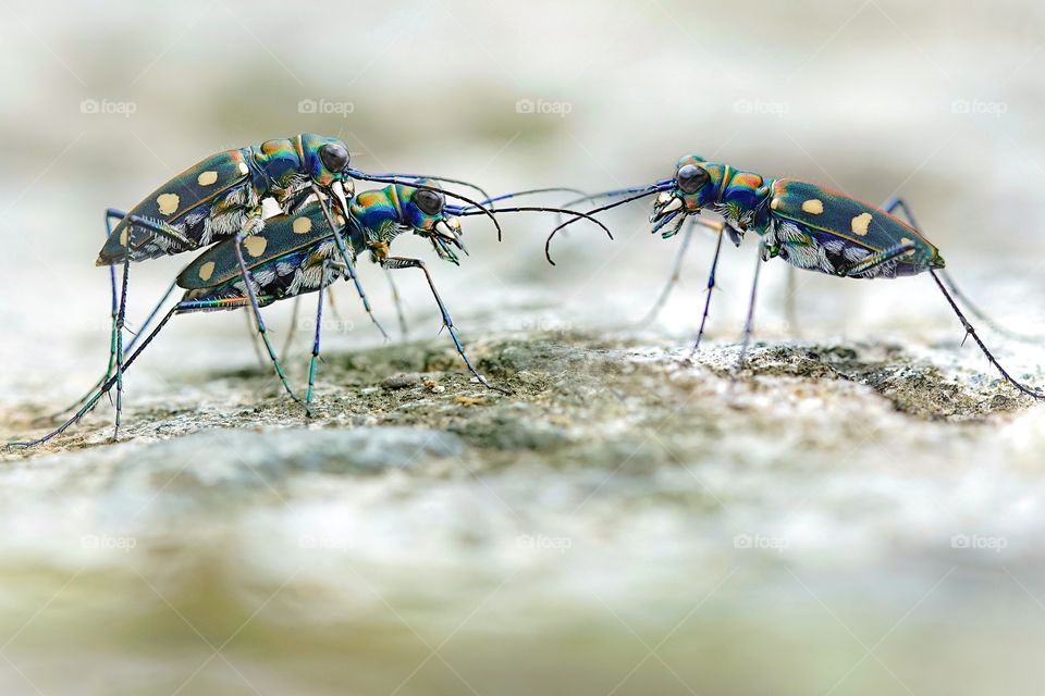 mating season for tiger beetle