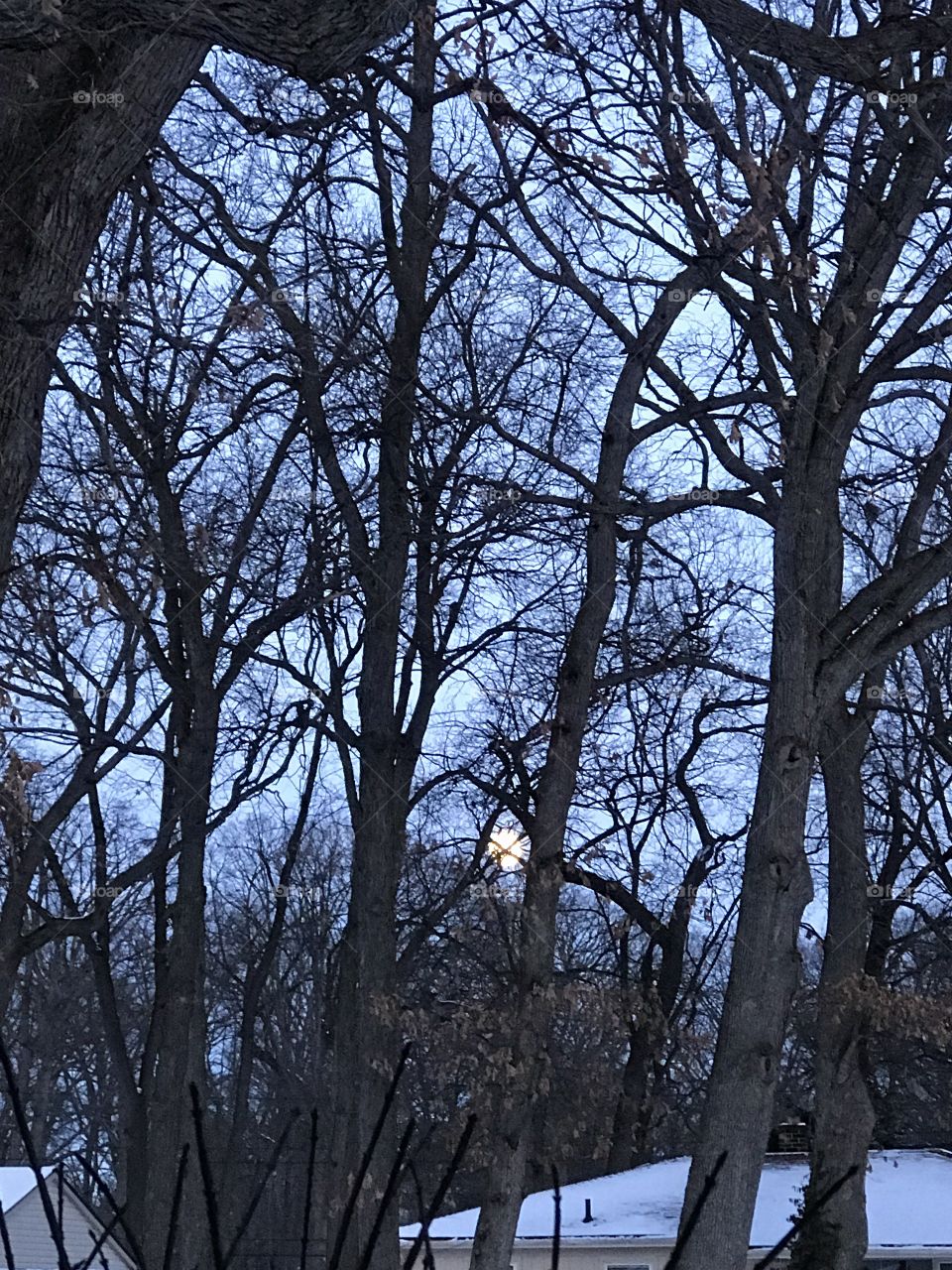 The moon peaking through the trees