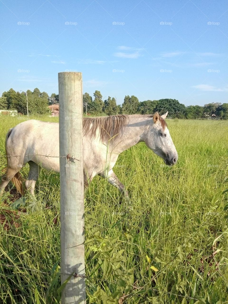 Editors'Choice Photo of the week Cavalo branco
