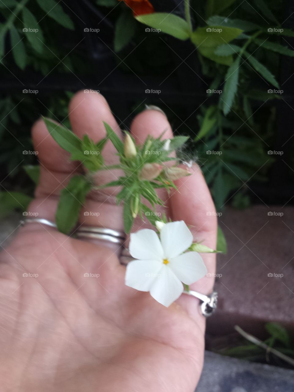white phlox