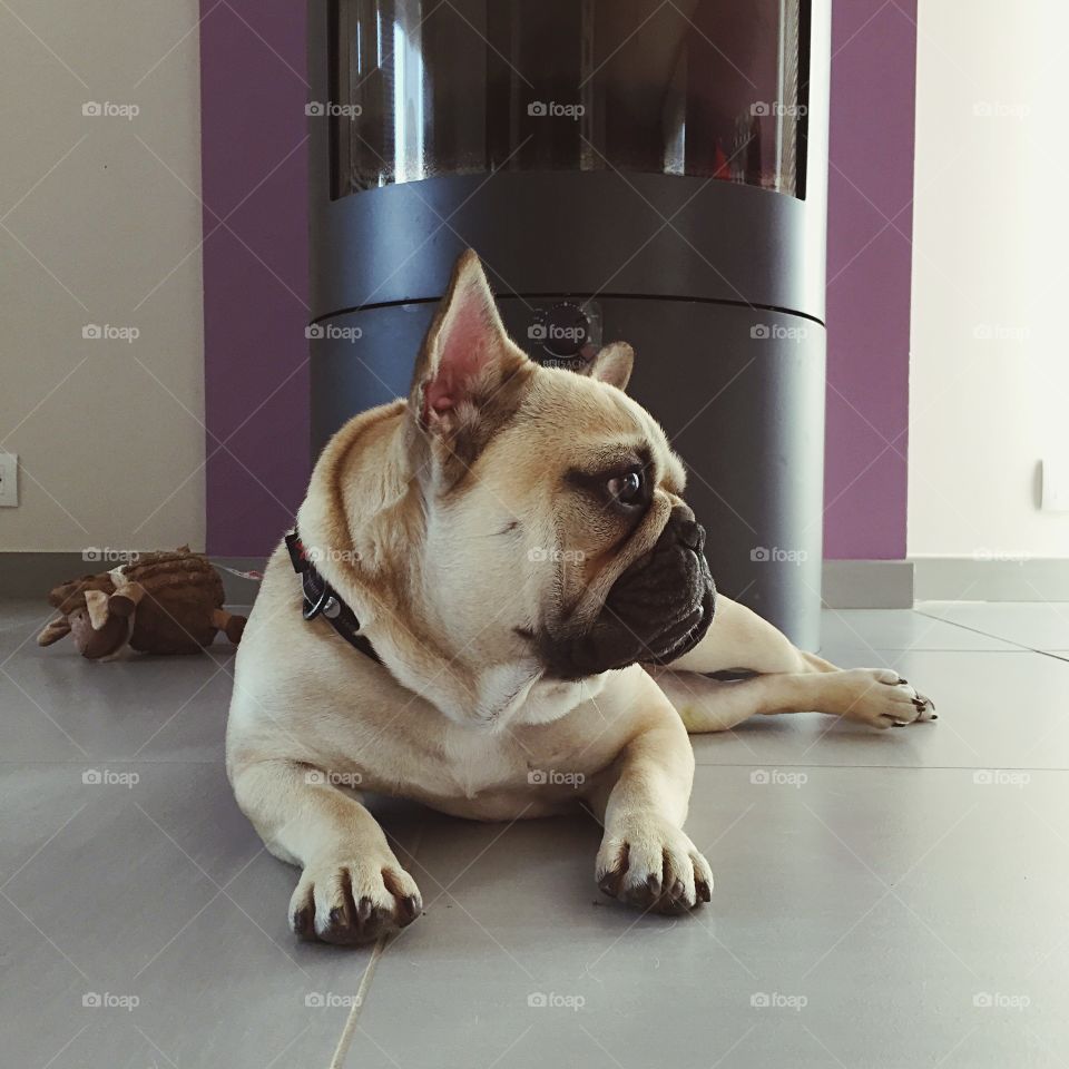 Dog, Canine, Portrait, Mammal, Puppy