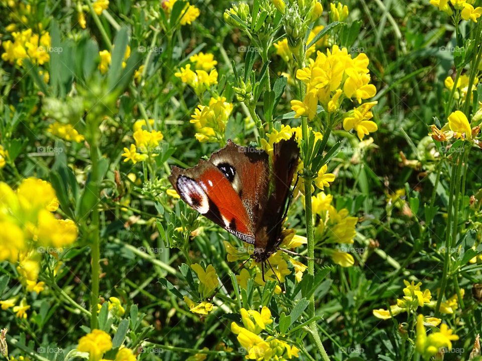 Peacock eye butterfly on the flower field