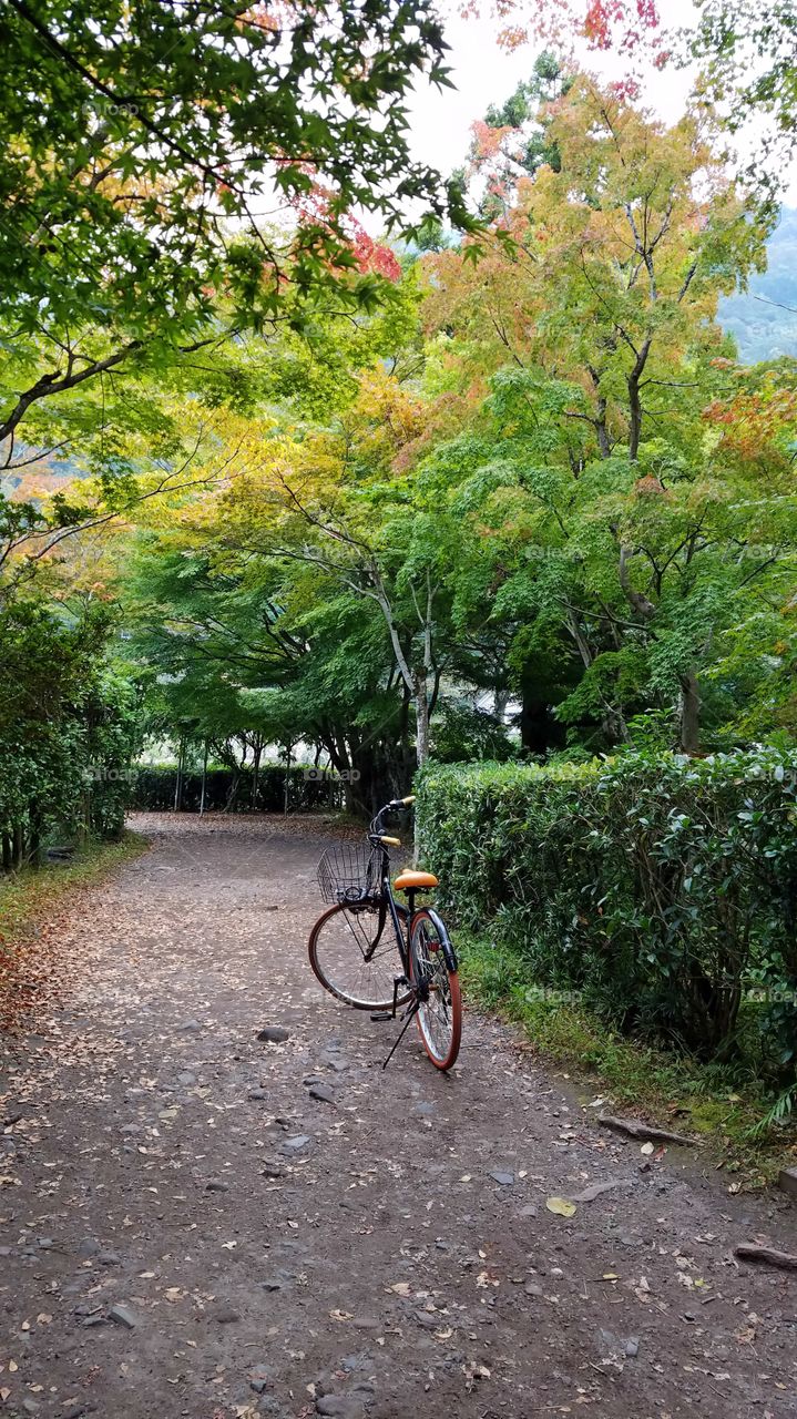 Parked bicycle in the fall park