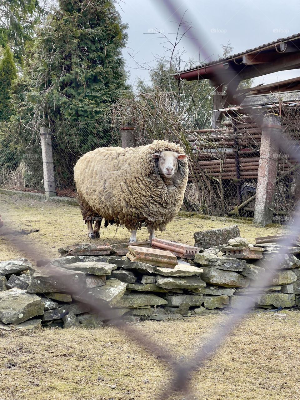 Fluffy big sheep stands in the farm yard 