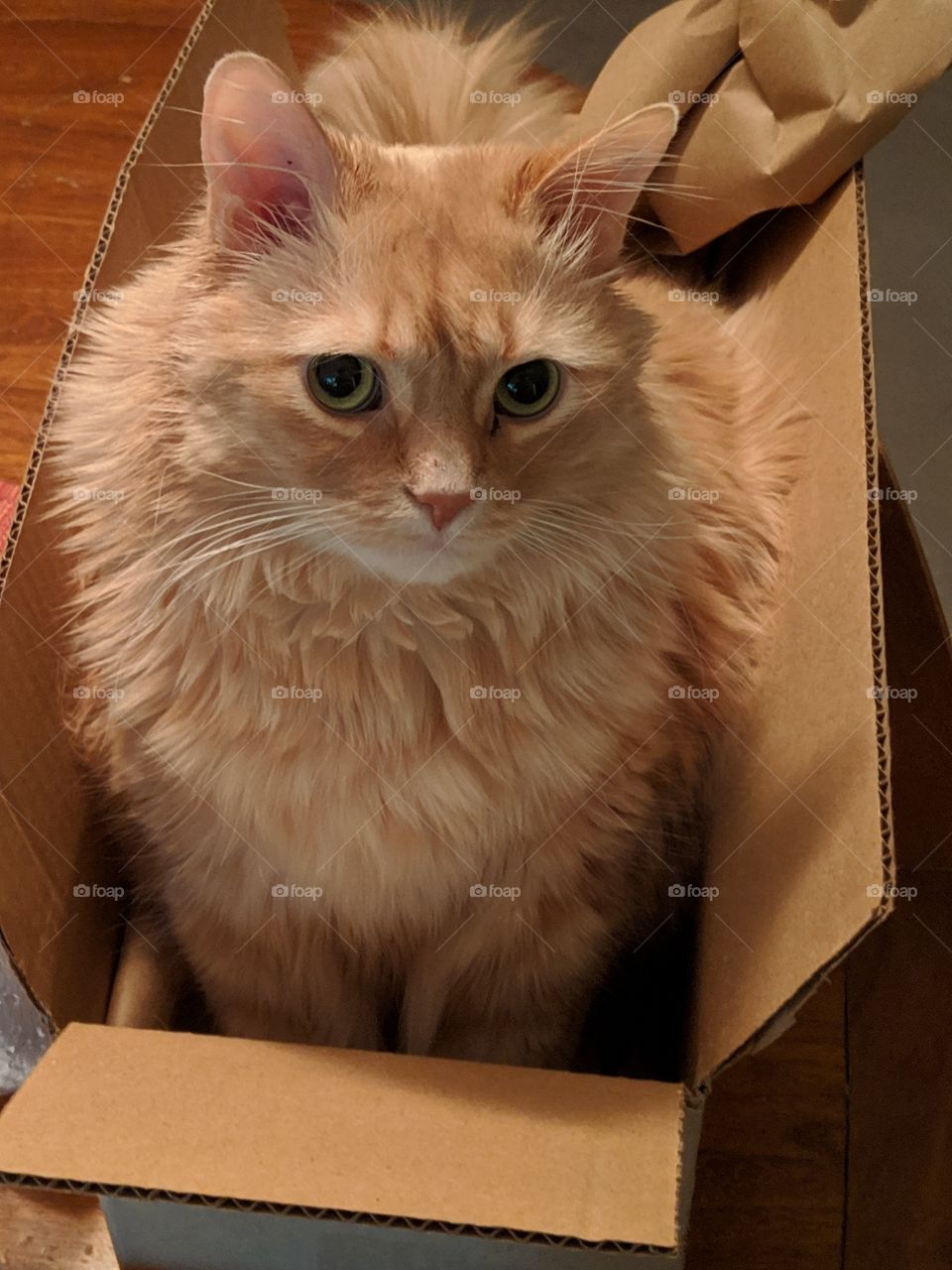 Cat in a box 