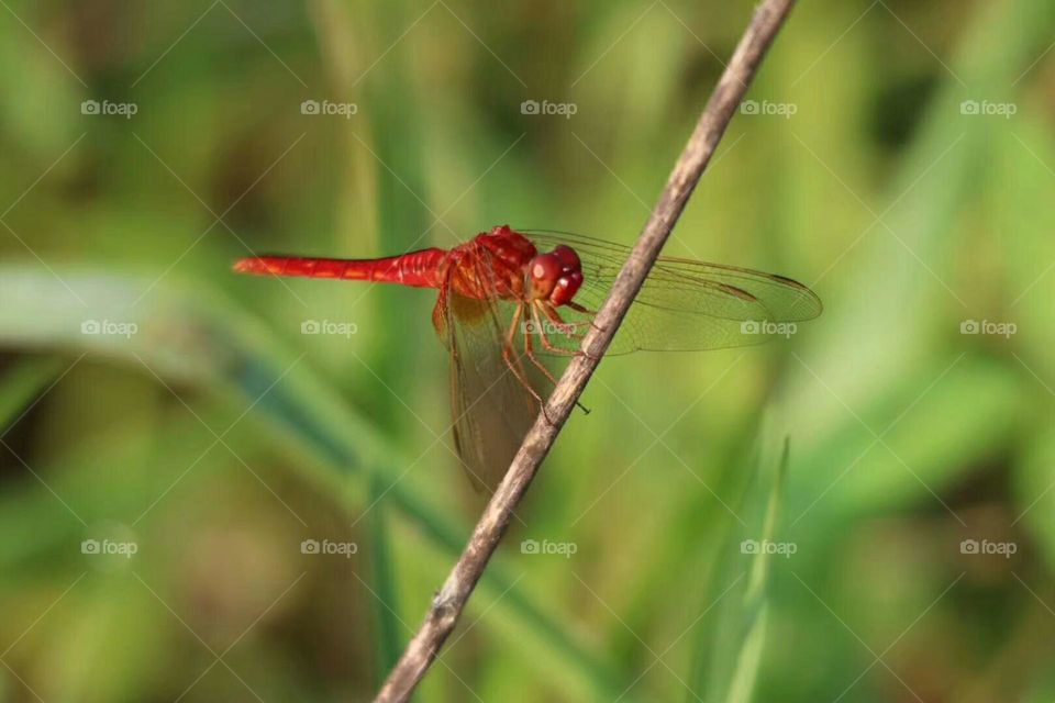 Red Dragonfly